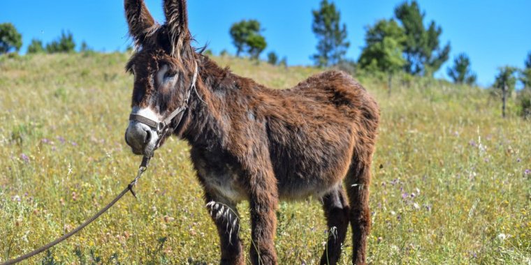 Vamos passear os burros de Miranda
