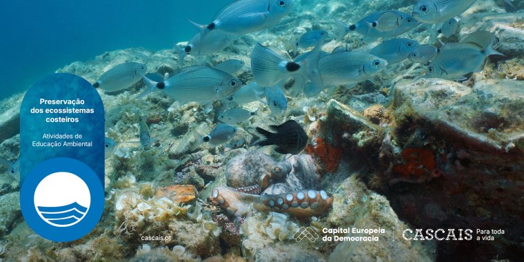 Preservação dos ecossistemas costeiros