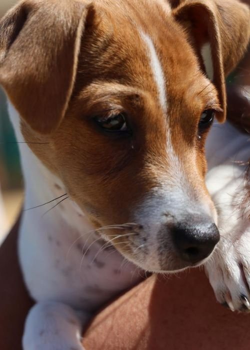 Sesimbra Pet - Festival do Bem-estar Animal