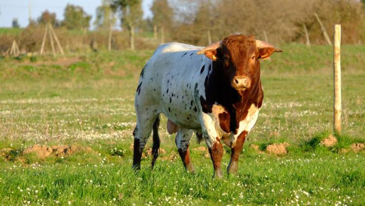 A Raça Bovina Mertolenga: Uma Perspetiva Agroecológica