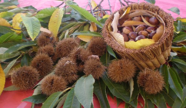 Feira Exaltación de Produtos da Zona 2026
