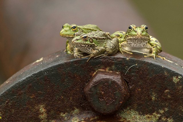 Passeio no Crepúsculo da Fábrica de Pólvora de Vale de Milhaços