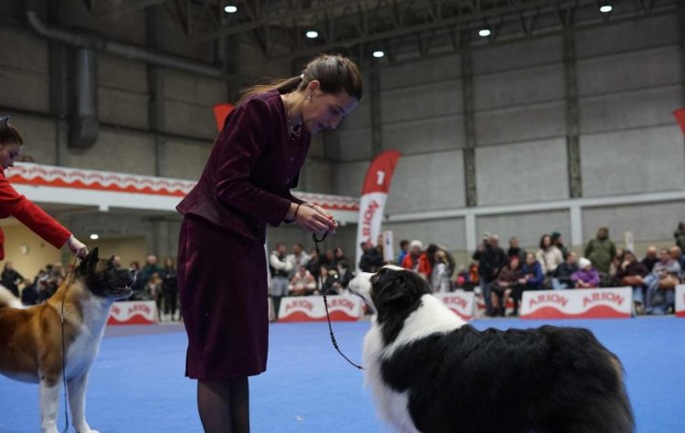 Expocanina maio 2026