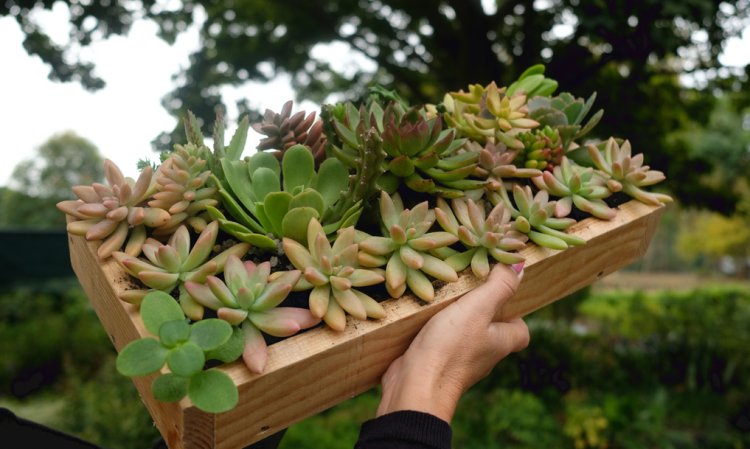 Workshop 'Um jardim de suculentas'
