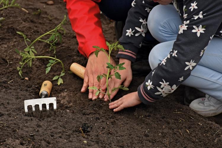 Workshop | Plantas Resilientes