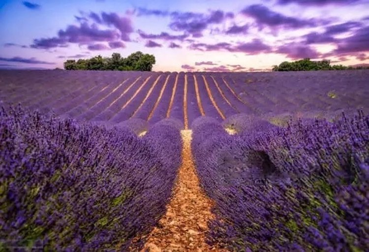 Festival Campos de Lavanda Brihuega / Guadalajara / Alcalá de Henares / Ávila
