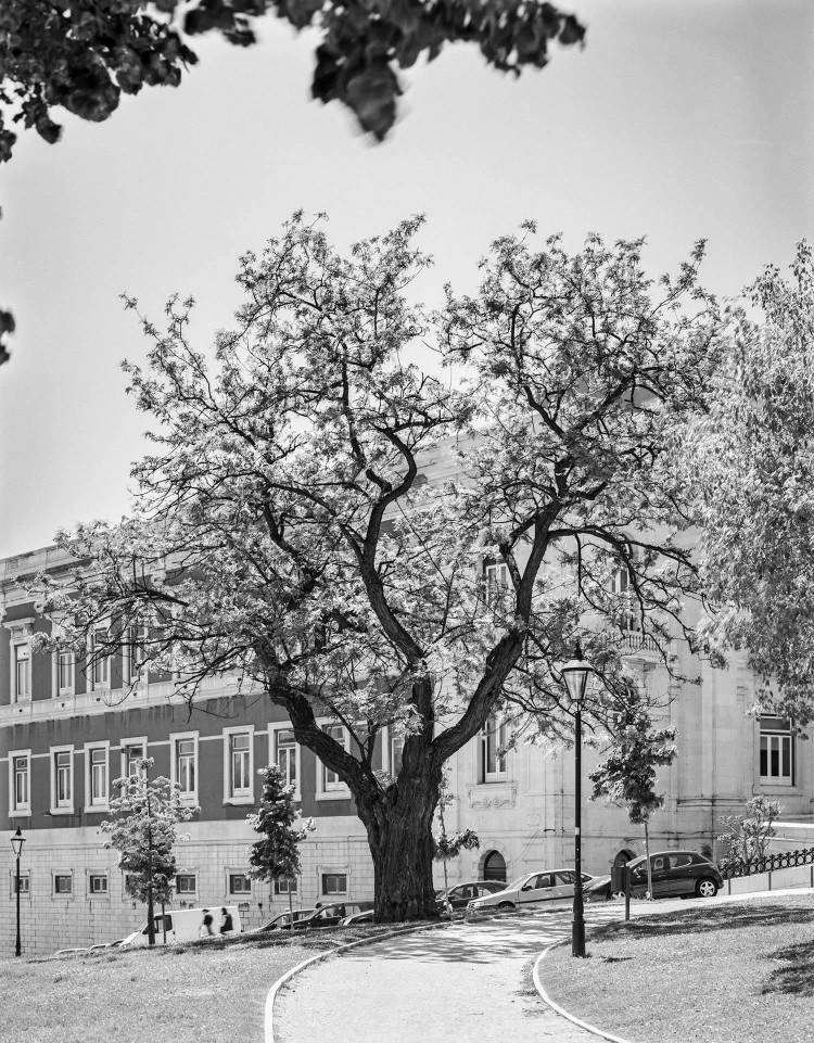 Pela Fresca Sombra das Árvores de Lisboa - Fotografias de Luís Pavão