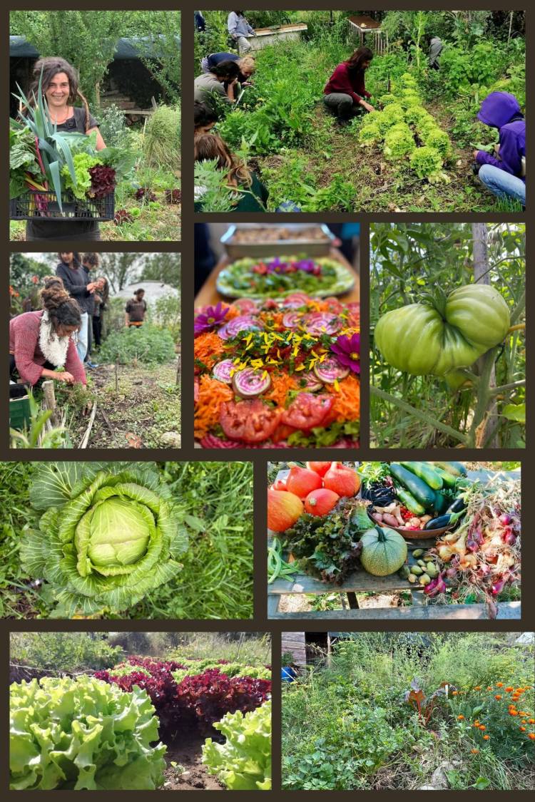 Horta em Permacultura