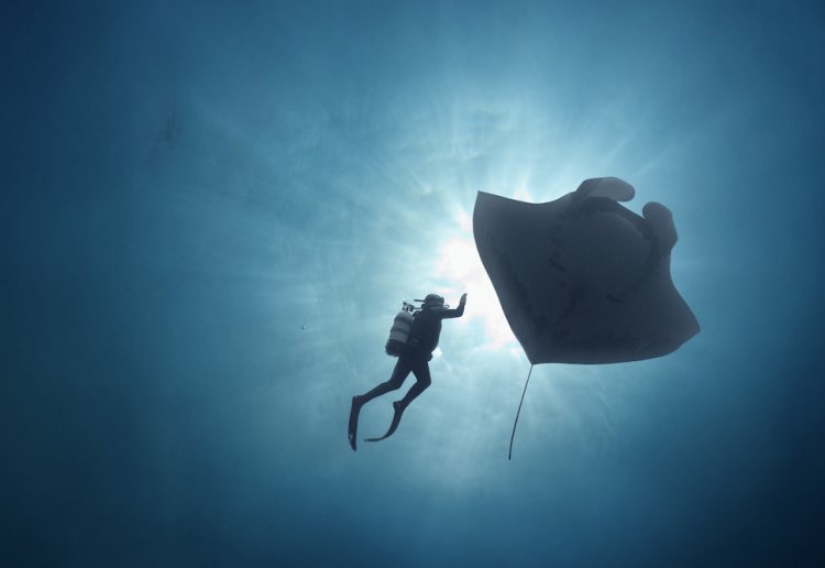 International Ocean Film Tour
