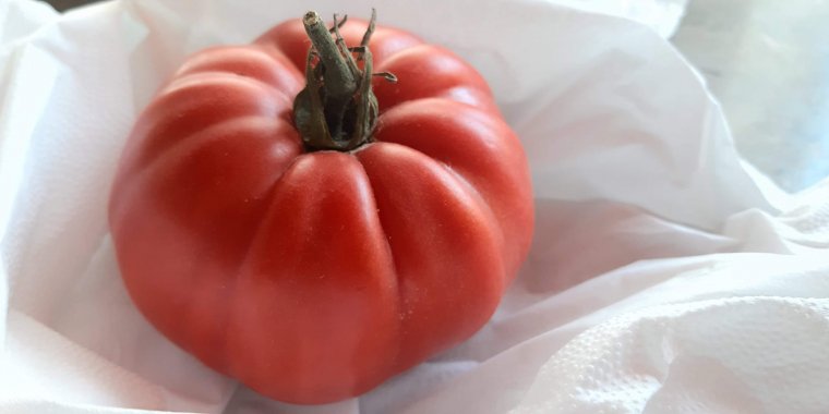 Tomate: Da Semente à Mesa