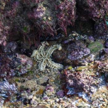 Passeio na Área Marinha Protegida das Avencas