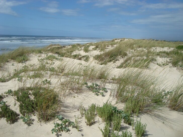 Walk through dune biodiversity showcases natural heritage of São Pedro de Moel