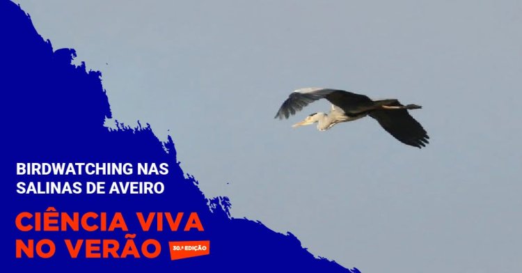 Birdwatching nas salinas de Aveiro