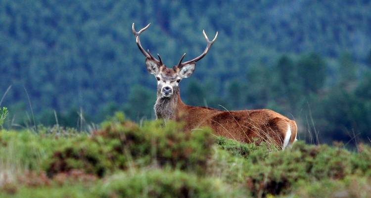Watching the Deer Rut