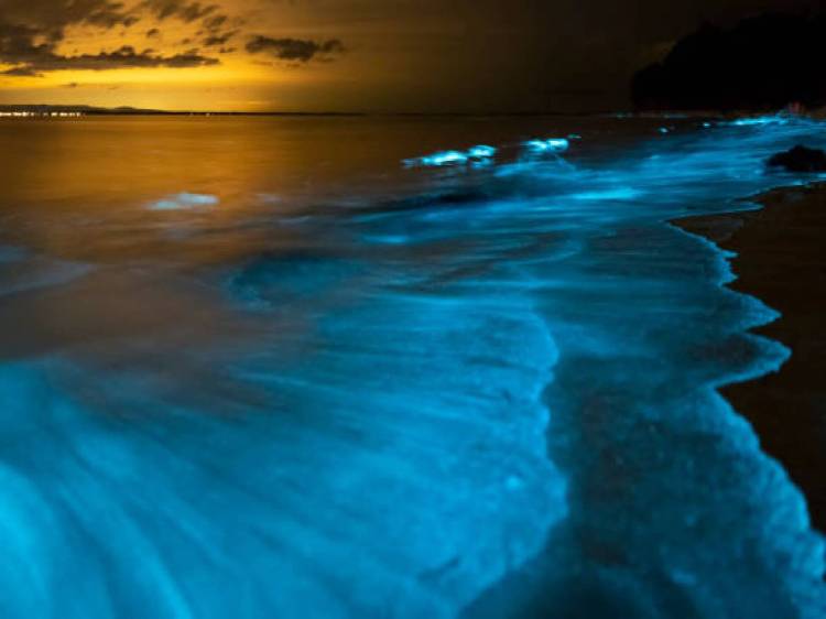 Boat Trip: Bioluminescence Experience