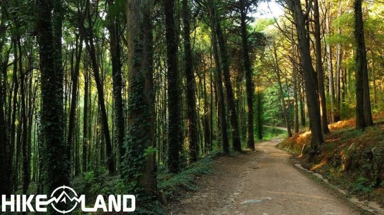 Caminhada no Bosque dos Druidas | Sintra