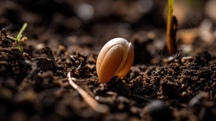 Sowing and planting