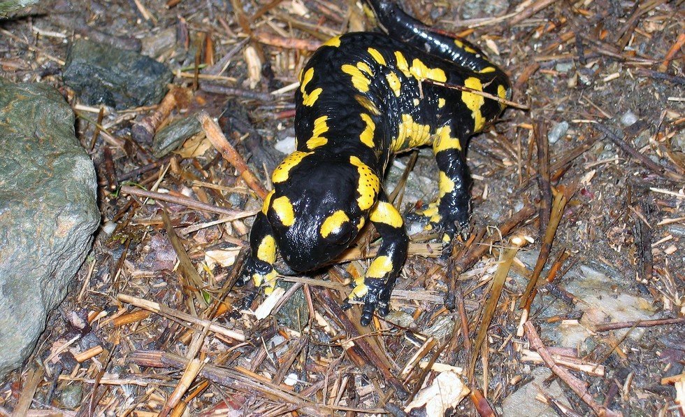 'A Salamandra-de-Pintas-Amarelas'