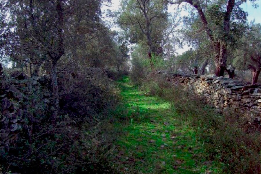 Ruta Multiaventura Bosque de Ribera