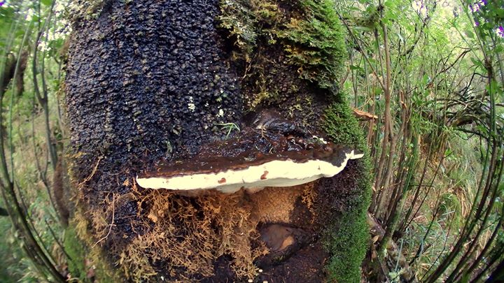 Os Fungos na Regeneração Natural Acelerada das Florestas