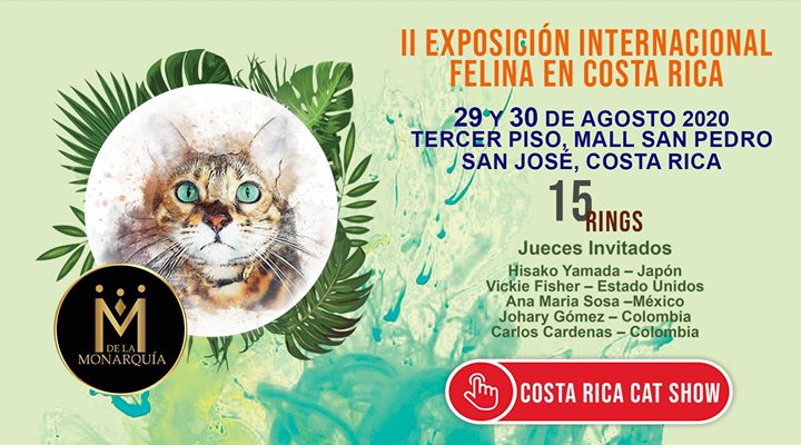 Costa Rica Cat Show. II Expo Felina CR