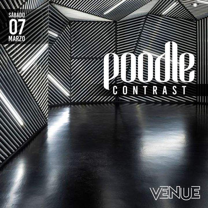 Poodle at Club Venue: Contrast