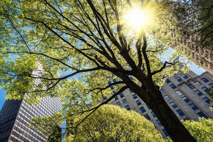 Charla 'I-Tree y arbolado urbano: Beneficios y valor de plantar arboles en la ciudad'