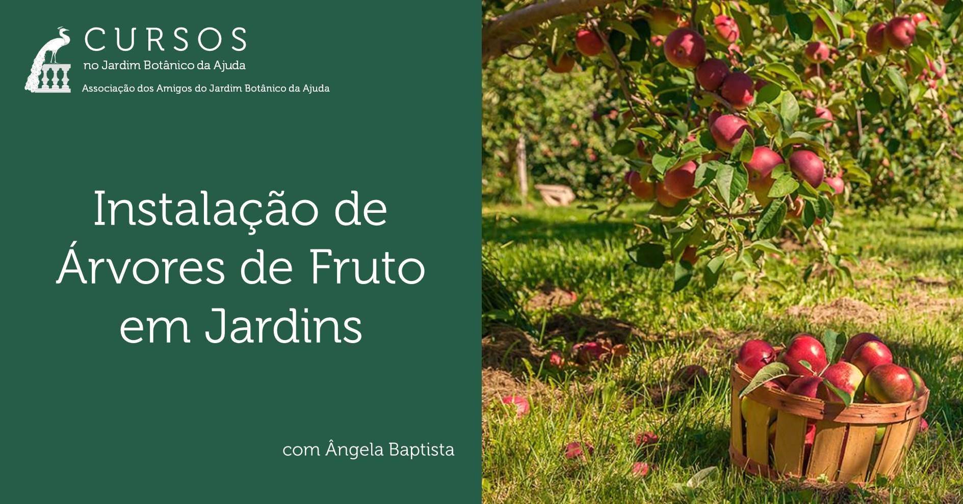 Instalação de Árvores de Fruto em Jardins