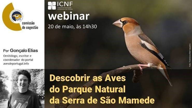 Webinar – Descobrir as Aves do Parque Natural da Serra de São Mamede