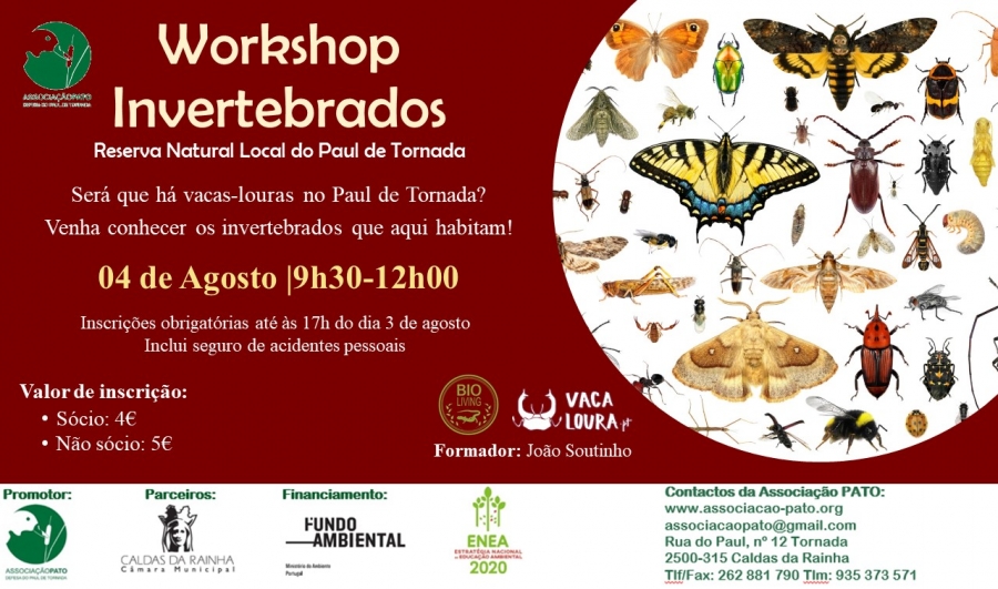 Workshop Invertebrados