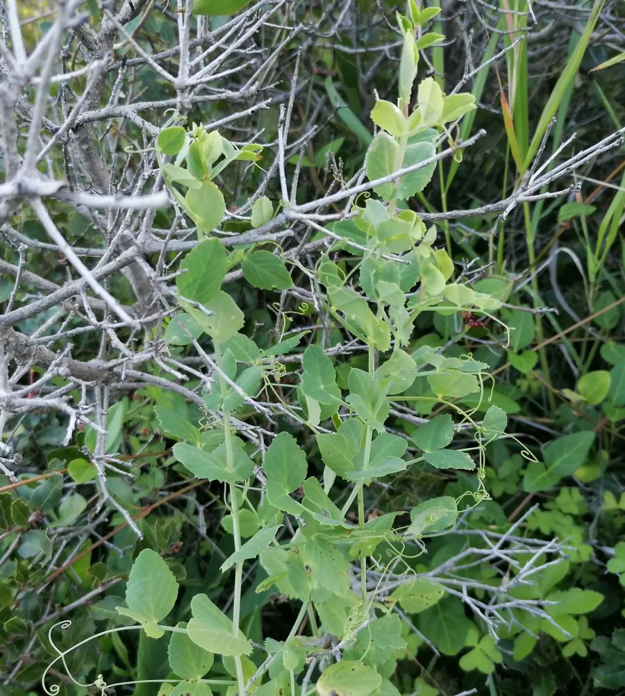 As Plantas Silvestres Comestíveis e as outras das Penhas do Marmeleiro, Murches, Cascais
