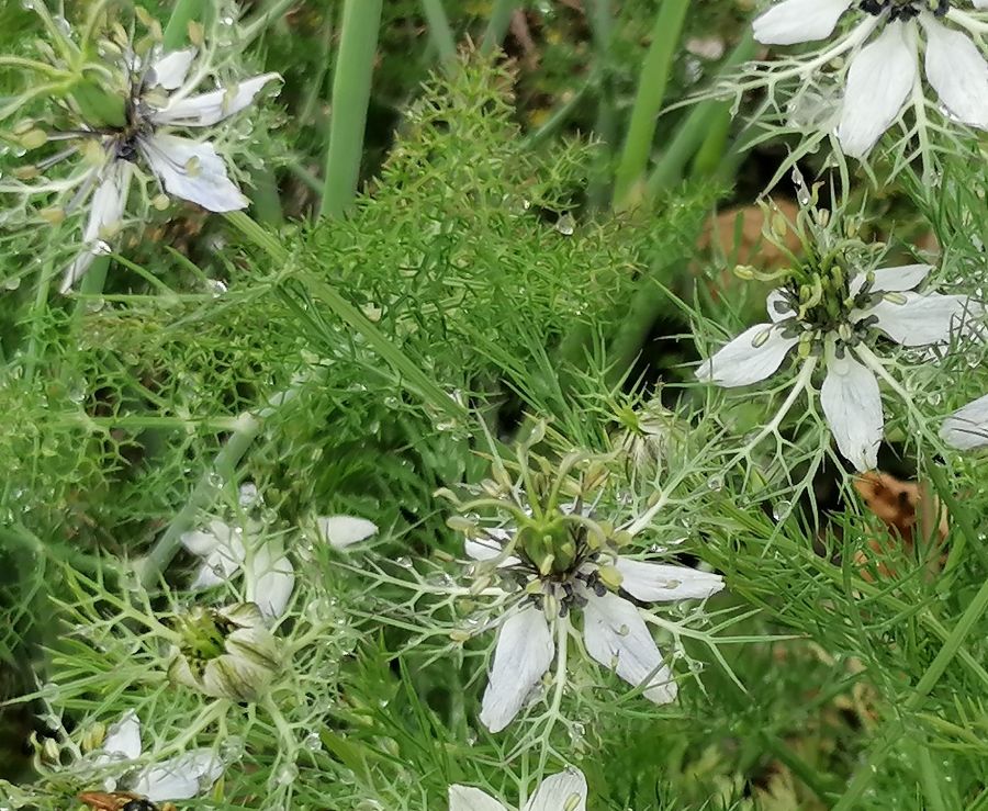 As Plantas Silvestres Comestíveis e as outras do Castro de Chibanes, Palmela