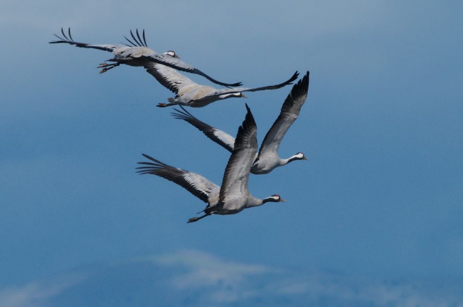 Festival de las Grullas 2025 | MADRIGALEJO
