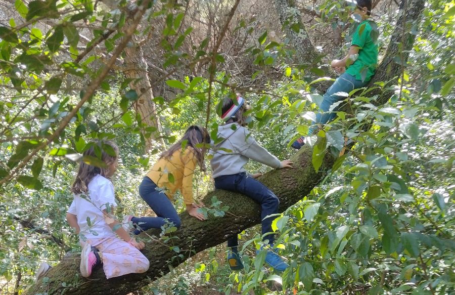 Playgroup - Brincar na Floresta 