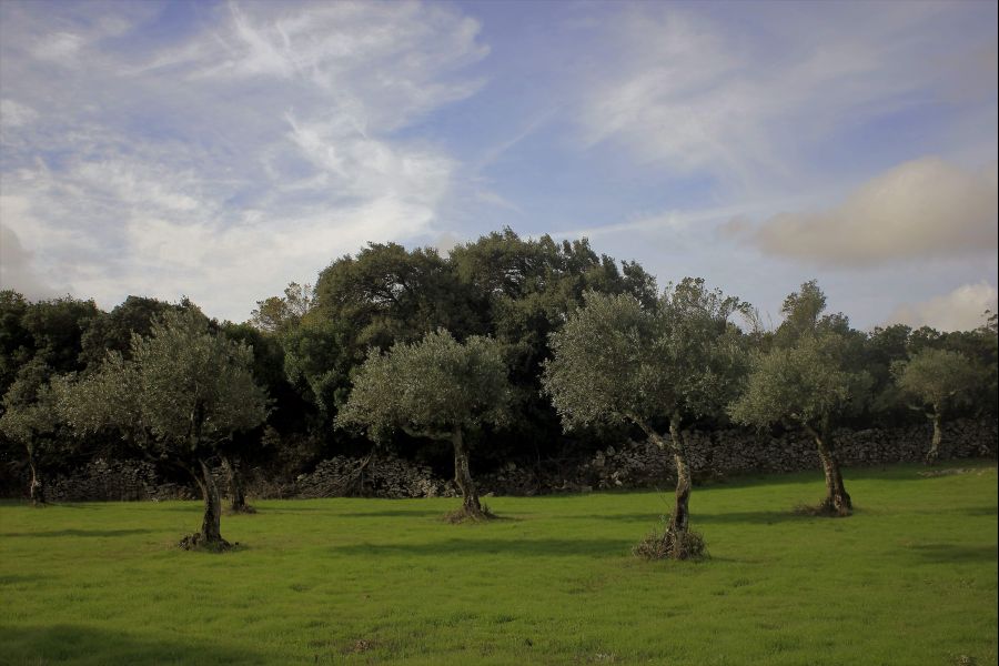 Caminhos do Azeite - Alvados