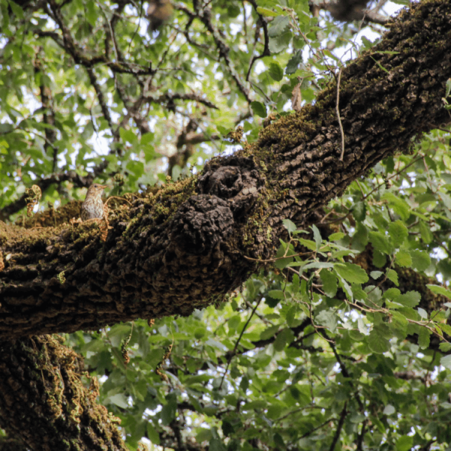 Aventuras na Mata: Descobrindo a Vida Selvagem